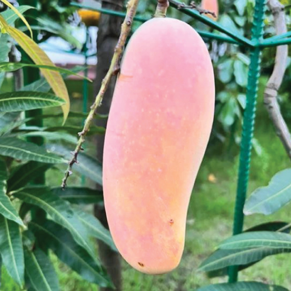 Banana/Mahachanak product image