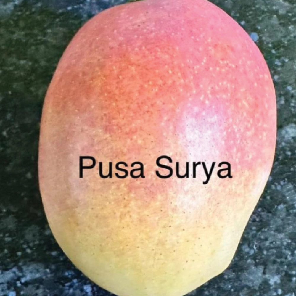 Pusa Surya product image
