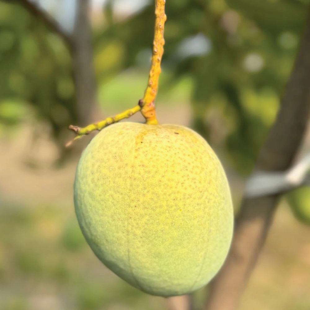 Rajapuri product image