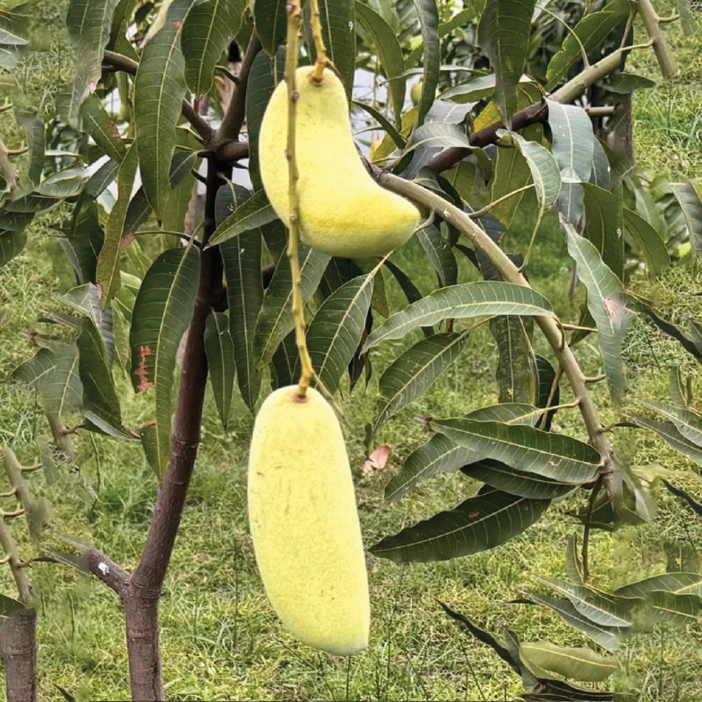 Honedyew product image