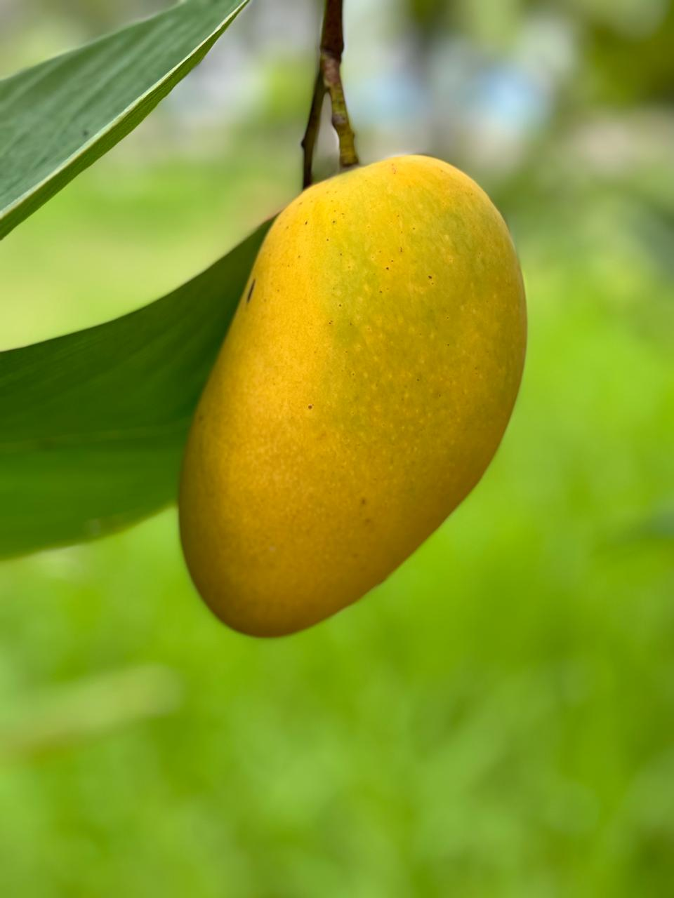 Katimon product image